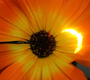 Sun reflected on flower as moon blocks it, as seen in Amman Sun reflected on flower as moon blocks it, as seen in Amman