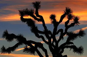 The sun rises over a Joshua tree in Joshua Tree National Park in California The sun rises over a Joshua tree in Joshua Tree National Park in California