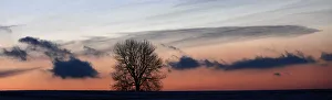 The sun sets behind a lone tree in a field near the eastern Bohemian village of Rovne The sun sets behind a lone tree in a field near the eastern Bohemian village of Rovne