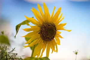 Sunflower is on display at Green Week agricultural fair in Berlin Sunflower is on display at Green Week agricultural fair in Berlin