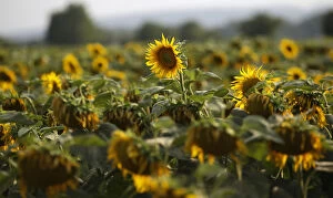 Flowers Gallery: Sunflowers damaged by drought are seen on a field near the village of Matzendorf