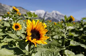 Sunflowers are seen in front of the Bettelwurf mountains on a sunny autumn day in Sunflowers are seen in front of the Bettelwurf mountains on a sunny autumn day in