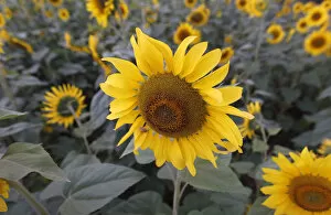 Sunflowers are seen in full bloom on a field in Sirisia district, near the Kenya-Uganda border