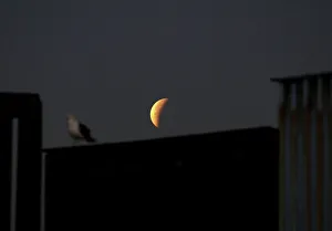 Tijuana Gallery: A Super Blue Blood Moon rises during a lunar eclipse in this picture taken from the