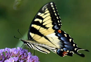 Images Dated 19th July 2006: A swallowtail butterfly collects pollen from a butterfly bush in Delaware
