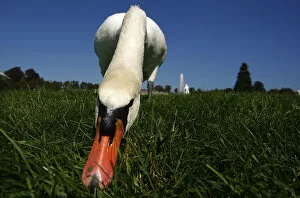 Images Dated 23rd September 2007: A swan eats grass in park of the Sans Souci palace in Potsdam