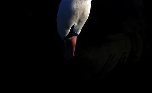 A swan looks for food in the Round Pond in Kensington Gardens in London A swan looks for food in the Round Pond in Kensington Gardens in London