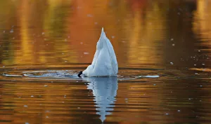 A swan paddles on Loch Faskally, Pitlochry, Scotland A swan paddles on Loch Faskally, Pitlochry, Scotland