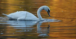 A swan paddles on Loch Faskally, Pitlochry, Scotland A swan paddles on Loch Faskally, Pitlochry, Scotland