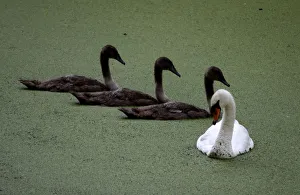 A swan and its signets sit in near dried up ornamental lakes of Wanstead Park that are A swan and its signets sit in near dried up ornamental lakes of Wanstead Park that are