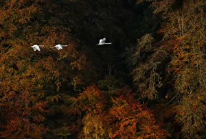Swans fly over Loch Faskally, Pitlochry, Scotland Swans fly over Loch Faskally, Pitlochry, Scotland