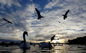 Swans and gulls feed on treats left by the tourist at Ohrid Lake in Ohrid Swans and gulls feed on treats left by the tourist at Ohrid Lake in Ohrid