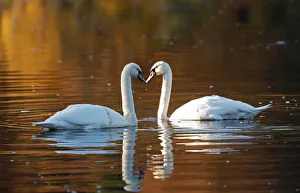 Swans paddle on Loch Faskally, Pitlochry, Scotland Swans paddle on Loch Faskally, Pitlochry, Scotland
