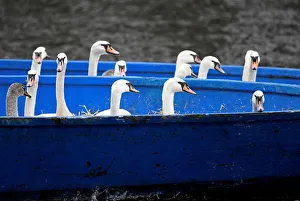 Swans are seen in a boat after they were caught at Hamburgs inner city lake Alster by Swans are seen in a boat after they were caught at Hamburgs inner city lake Alster by