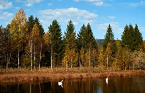 Swans are seen during a sunny autumn day in the Valley de Joux near Le Chenit Swans are seen during a sunny autumn day in the Valley de Joux near Le Chenit