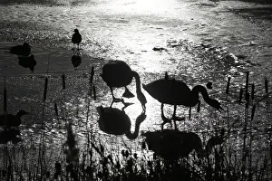 Two swans are silhouetted against the ice of the frozen lake Orankesee in Berlin Two swans are silhouetted against the ice of the frozen lake Orankesee in Berlin