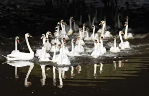 Swans stretch and swim after being released from winter quarters in Hamburg Swans stretch and swim after being released from winter quarters in Hamburg