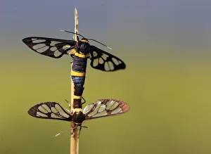 Syntomoides imaon moths mate on the stem of a plant in Lalitpur Syntomoides imaon moths mate on the stem of a plant in Lalitpur