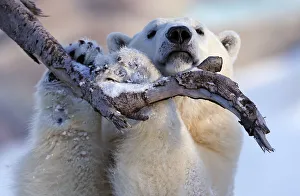 Taiga the polar bear grabs a tree branch at the Quebec Aquarium in Quebec City Taiga the polar bear grabs a tree branch at the Quebec Aquarium in Quebec City