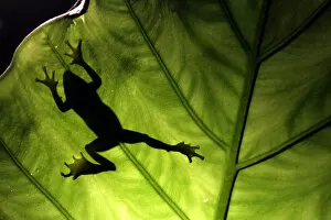 Images Dated 20th July 2010: A Taipei tree frog climbs a leaf in Tucheng, Taipei County