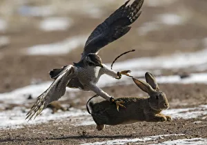 A tamed hawk attacks a rabbit during the traditional hunting contest outside the village A tamed hawk attacks a rabbit during the traditional hunting contest outside the village