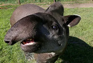 A tapir cools down under a stream of water at a zoo in Krasnoyarsk A tapir cools down under a stream of water at a zoo in Krasnoyarsk
