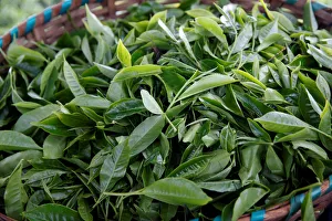 Tea leaves are seen in a basket at a plantation in Kiambu County, near Nairobi Tea leaves are seen in a basket at a plantation in Kiambu County, near Nairobi