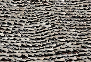 Images Dated 2nd January 2013: Over ten thousand pieces of shark fins are dried on the rooftop of a factory building
