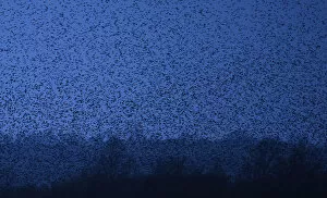 Density Gallery: Thousands of starlings fly over marshes as they return to roost at dusk near Glastonbury