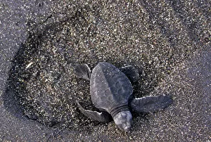 Indonesia Gallery: THREE-DAY-OLD GREEN TURTLE HATCHLING IN YOGYAKARTA