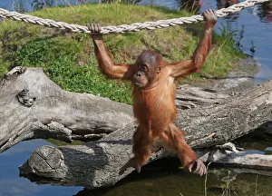 Three-year-old orangutan of Sumatra, Berani is pictured at the Pairi Daiza wildlife park Three-year-old orangutan of Sumatra, Berani is pictured at the Pairi Daiza wildlife park