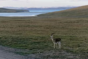 Images Dated 26th September 2019: Tibetan gazelle stands near Ngoring Lake close to the headwaters of the Yellow River in