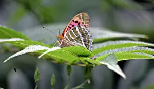Images Dated 6th August 2005: A Tiger Butterfly rests on the leaves of a tree in Srinagar