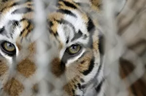 Images Dated 29th August 2014: A tiger is seen in a cage before a rehearsal at the Fuentes Boys Circus in Mexico City