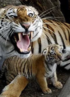 Images Dated 12th September 2010: A tigress lays beside a cub she gave birth to in captivity