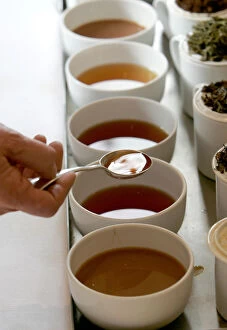 Images Dated 4th October 2005: Tim Clifton, tea broker and taster, samples English grown and manufactured tea during