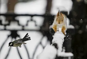 A tomtit bird flies past a squirrel running on a fence after a snowfall in a park in A tomtit bird flies past a squirrel running on a fence after a snowfall in a park in