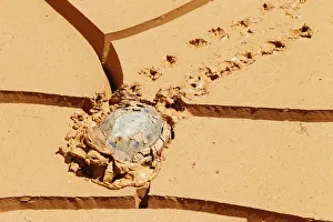 A tortoise makes its way through mud in Kfar Kila village near the Lebanese-Israeli A tortoise makes its way through mud in Kfar Kila village near the Lebanese-Israeli