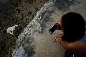 A tourist takes photos of a goat due to be sacrificed by followers of the Afro-Cuban A tourist takes photos of a goat due to be sacrificed by followers of the Afro-Cuban
