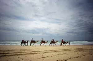 Images Dated 5th December 2014: Tourists ride on camels belonging to Port Macquarie Camel Safaris alongside the Pacific