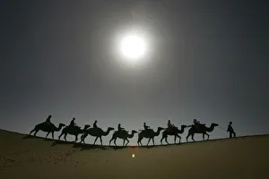 Tourists travel on camels in Tengeri Desert Tourists travel on camels in Tengeri Desert
