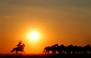 Traditional Hungarian horsemen herd a team of horses as the sun sets in the Great Traditional Hungarian horsemen herd a team of horses as the sun sets in the Great