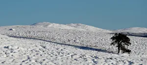 A tree casts a shadow on snow covered moorland near Pitlochry A tree casts a shadow on snow covered moorland near Pitlochry