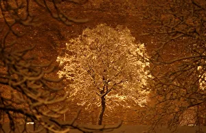 A tree is covered with freshly-fallen snow in Budapest A tree is covered with freshly-fallen snow in Budapest