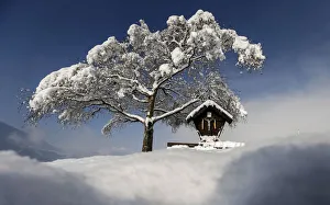 A tree is covered with snow on a sunny spring day in the western Austrian village A tree is covered with snow on a sunny spring day in the western Austrian village