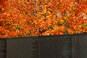 A tree in peak color beside Vietnam Veterans Memorial before Veterans Day in Washington A tree in peak color beside Vietnam Veterans Memorial before Veterans Day in Washington