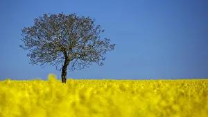 A tree is pictured in a blooming rapeseed field on a spring morning in Vufflens-la-Ville A tree is pictured in a blooming rapeseed field on a spring morning in Vufflens-la-Ville