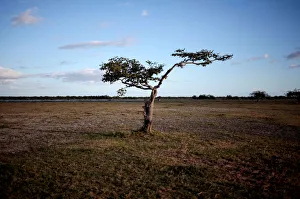 A tree is seen on the shore of the Tisma lagoon wetland park in Masaya A tree is seen on the shore of the Tisma lagoon wetland park in Masaya