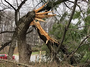 A tree is seen snapped as high-wind warnings continue in Fairfax A tree is seen snapped as high-wind warnings continue in Fairfax