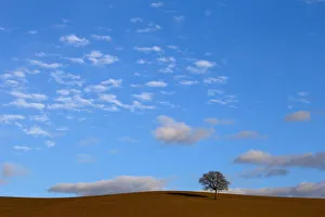 Images Dated 5th January 2018: A tree is seen in Val D Orcia